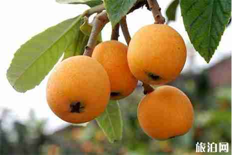 金華山羅店枇杷節5月18日開啟 活動內容+交通指南