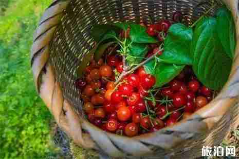 2019綦江樱桃节 自驾+采摘信息