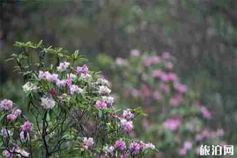 2019瓦屋山杜鹃花几月开 附赏花攻略+垂钓指南