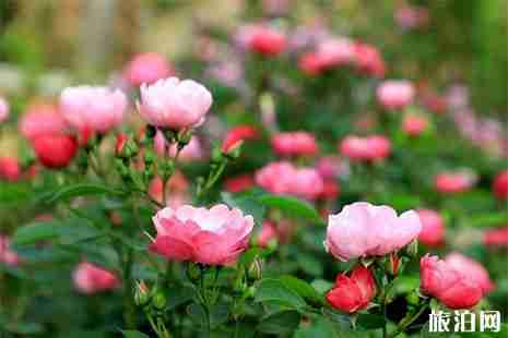 盘龙区景润公园赏玫瑰指南