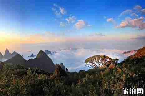 2019广西金秀圣堂山杜鹃花旅游节游玩攻略