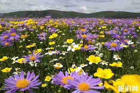 若尔盖大草原什么时候去最好 若尔盖大草原几月份开花