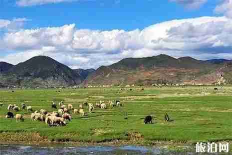云南迪庆州杜鹃花 花期+地点