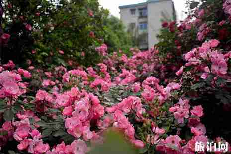 湖南郴州哪里赏月季花比较好