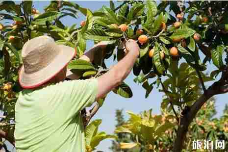 2019成都枇杷采摘攻略