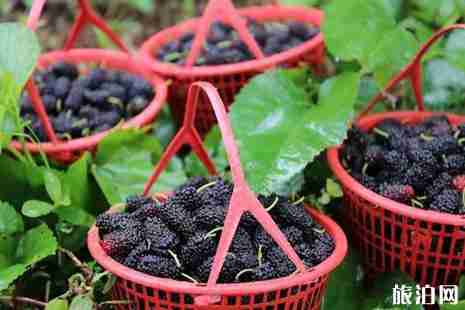 2019成都周边桑葚采摘攻略