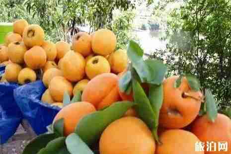 2019成都周边枇杷采摘攻略