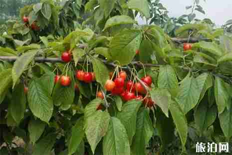 青岛西海岸樱桃采摘攻略