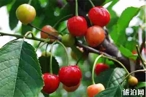 连云港樱桃采摘地推荐