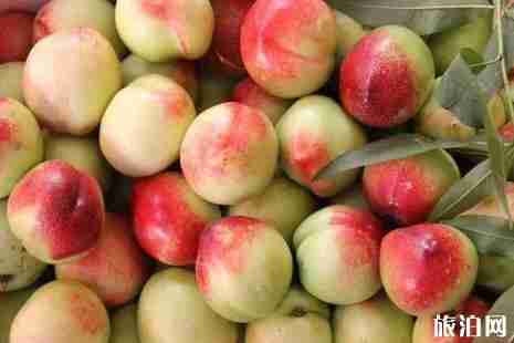 2019连云港哪有采摘园+地址+交通