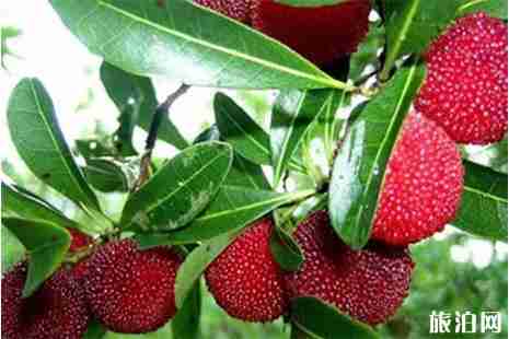 南昌杨梅蓝莓的采摘园有哪些