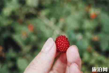 2019浙江桑葚几月成熟+采摘园在哪里