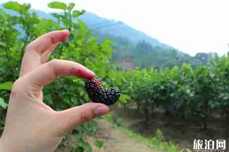 福建桑葚采摘园在哪里