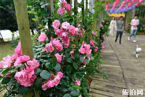南昌赏月季花的地方有哪些