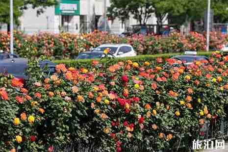 2019第十一届北京月季文化节活动内容 附赏花攻略