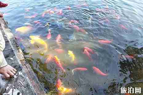 昆明翠湖公园游玩攻略 开放时间+门票