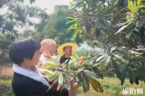 2019金华罗店枇杷节5月18日开启