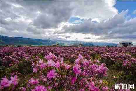 2019年六月去哪里赏花好