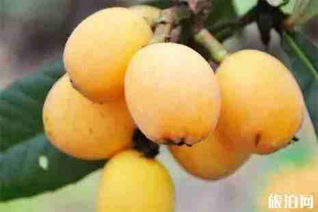 2019兰溪枇杷节5月12日开启 附采摘地信息