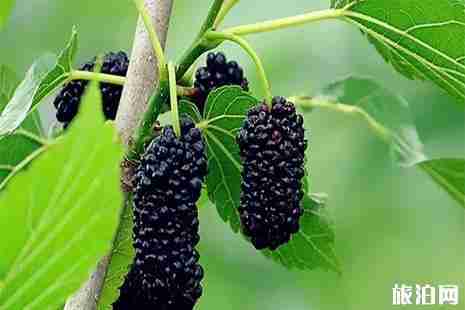 乐山枇杷采摘地盘点