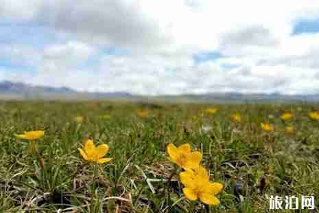 2019若尔盖花湖开放了吗+攻略