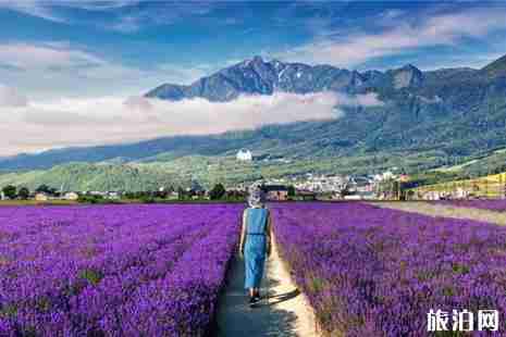北海道薰衣草花期2019 北海道富良野薰衣草观赏地推荐