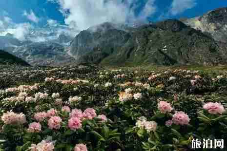 2019甘孜杜鹃花海在哪里+赏花攻略