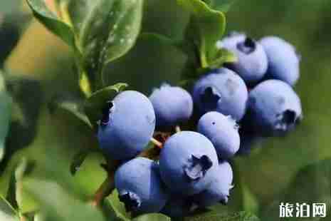 2019成都蓝莓采摘时间+价格+地点+交通