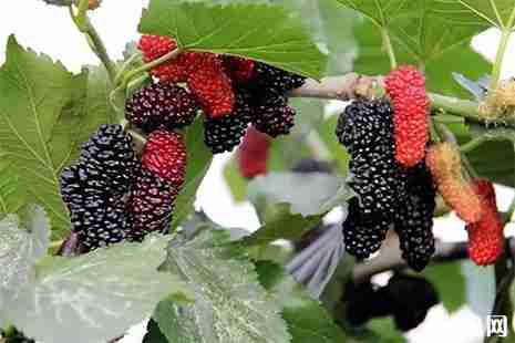 无锡桑葚哪里采摘