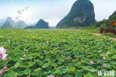 2019英德九龙峰林小镇荷花节活动攻略
