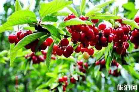 蓝田樱桃采摘攻略