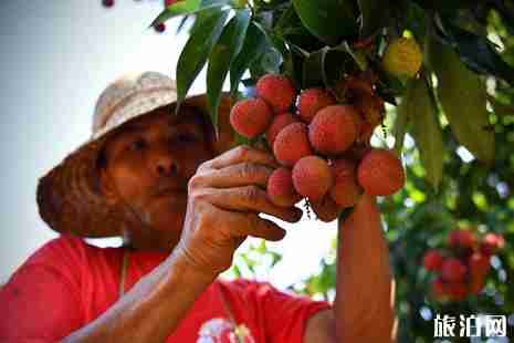 2019海口荔枝采摘攻略