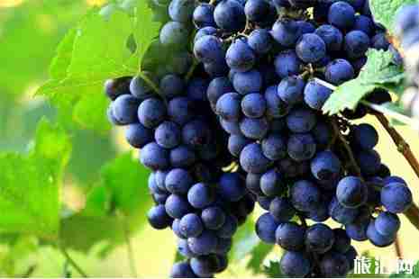 株洲水果采摘基地盤點