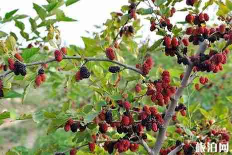 武漢周邊采摘桑葚地方推薦