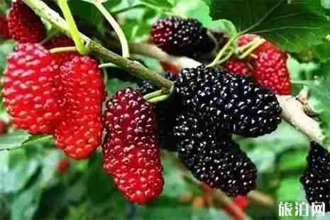 温州桑葚采摘园在哪里