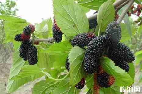 浙江温州苍南哪里有摘桑葚