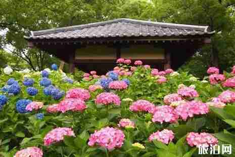 2019京都紫阳花什么时候开 京都六月紫阳花观赏攻略