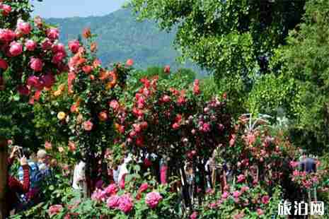 2019北京市属公园月季花观赏地推荐