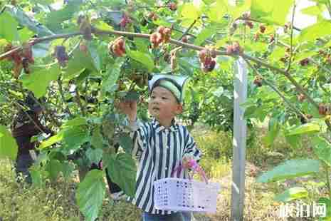 平阳桑葚采摘地盘点