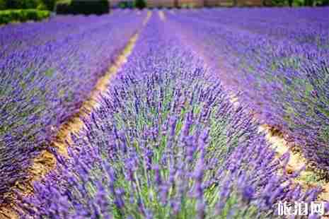 上海薰衣草公园花期多少