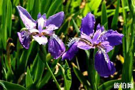 常州鸢尾花观赏地盘点