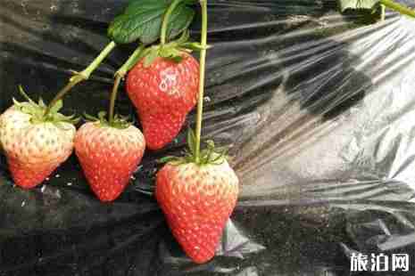 东营周边草莓采摘园推荐