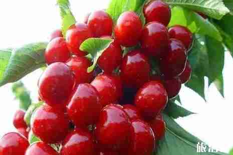 山东樱桃采摘攻略