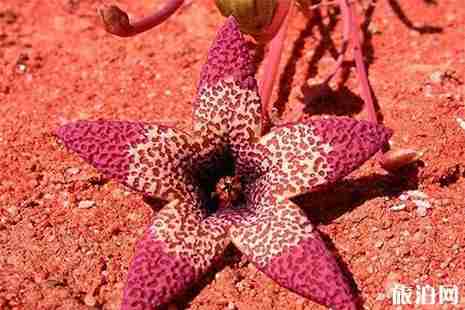 全球十大最美花海