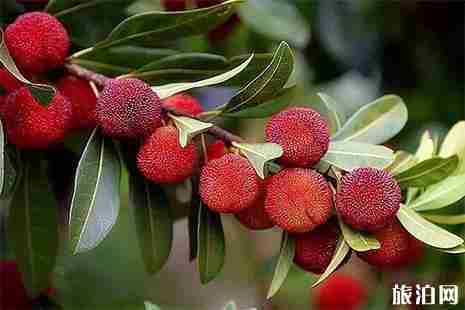 昆明周边采摘杨梅的地方 昆明哪里可以采摘杨梅