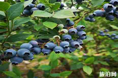 重慶渝北區石船鎮藍莓采摘攻略