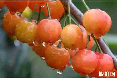江蘇櫻桃幾月份成熟 江蘇櫻桃采摘攻略