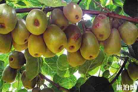 杭州桐廬采摘果園哪里好 附應季采摘攻略