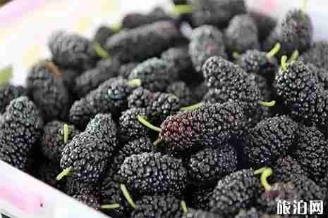 黃山桑葚采摘地在哪里