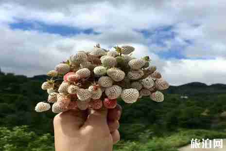 廣元水果采摘地址整理